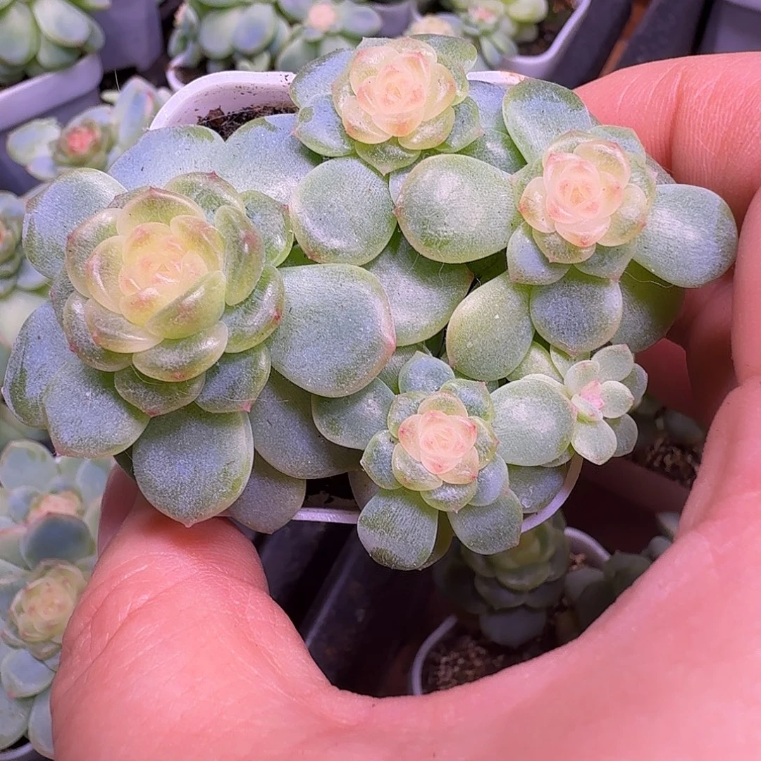 西米露5头开播福利多肉