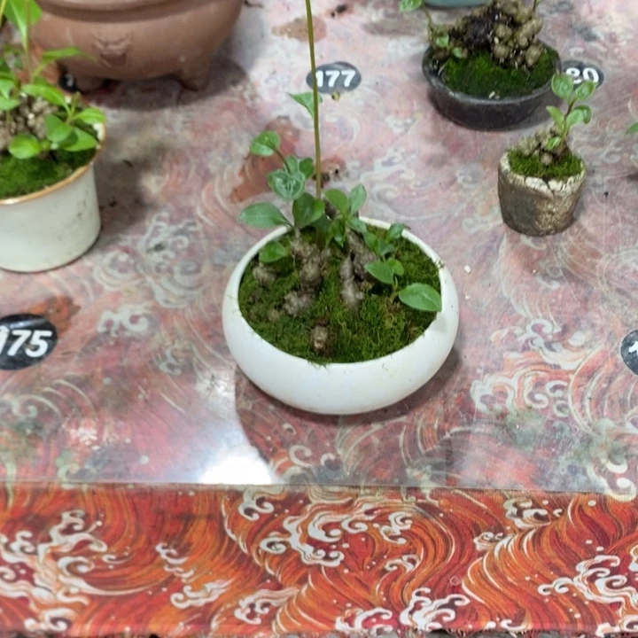家***官无花朵退款拉黑拉黑77