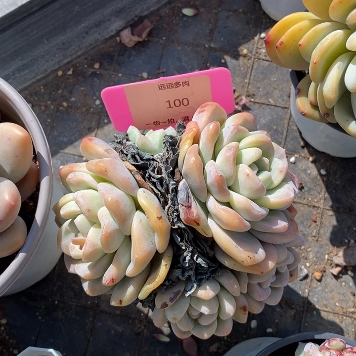 100冰玉肉肉肉肉肉肉