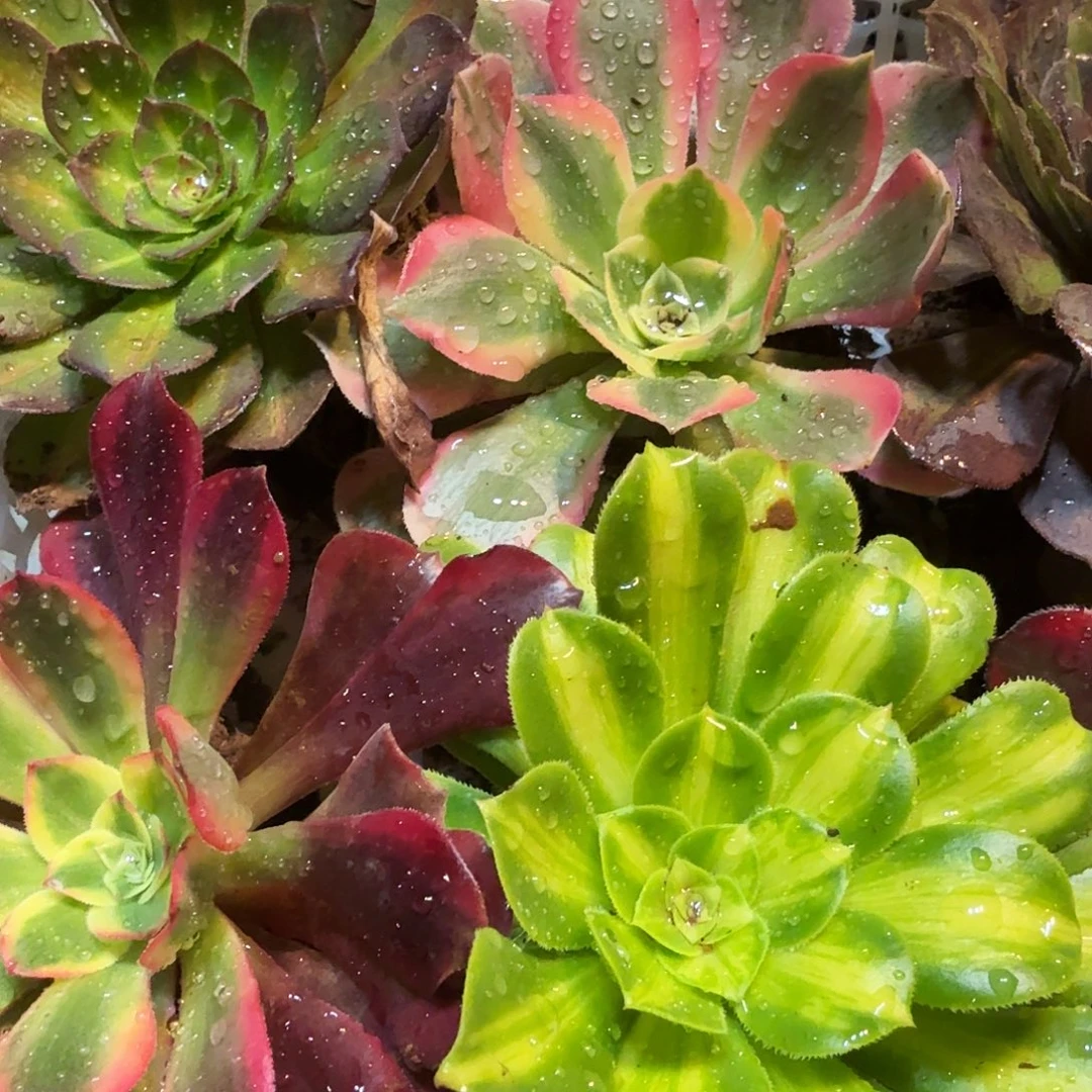 5棵不同品种法师6-10公分