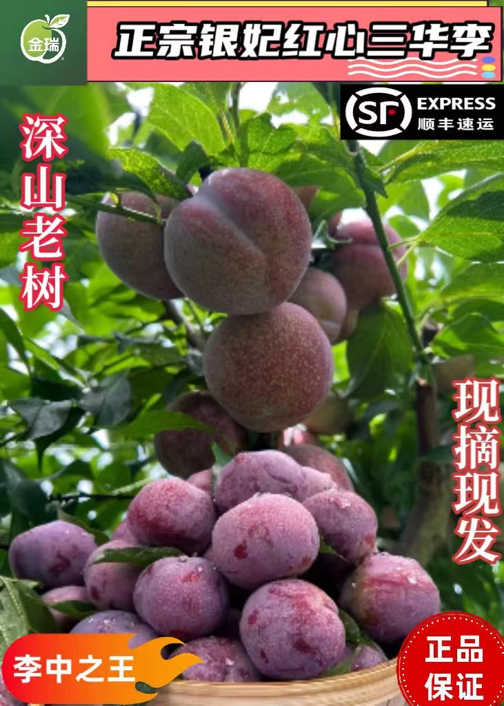 正宗银妃三华李新鲜红心李子酸脆爽口当季水果顺丰包邮