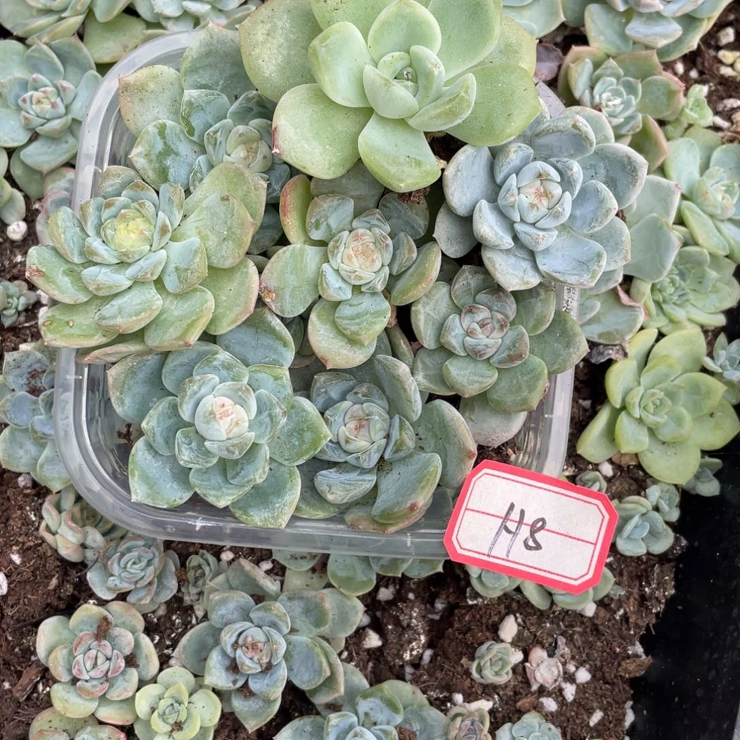 陈***林h8福利混合专拍一份