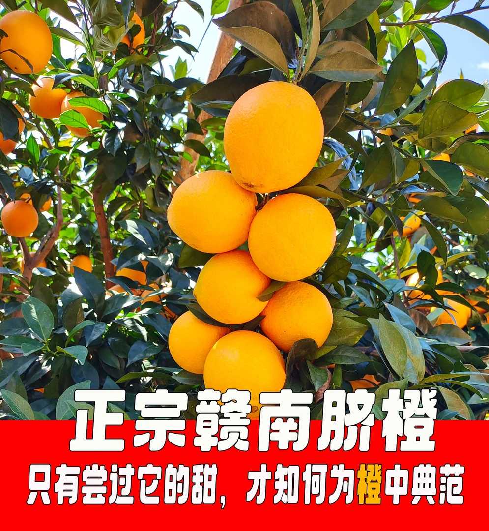 江西赣南脐橙产区自然成熟富硒新鲜采摘脐橙果冻橙甜橙子9斤包邮