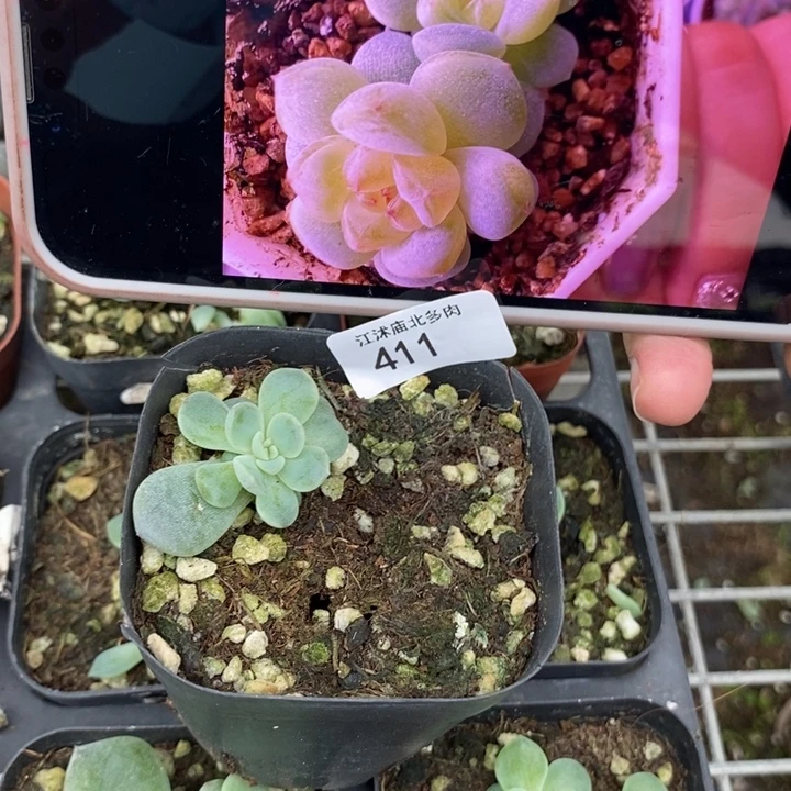 标411西一个多肉植物