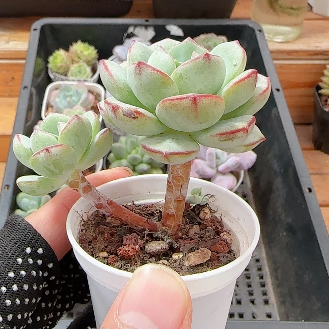 多肉0926--288香草小老桩