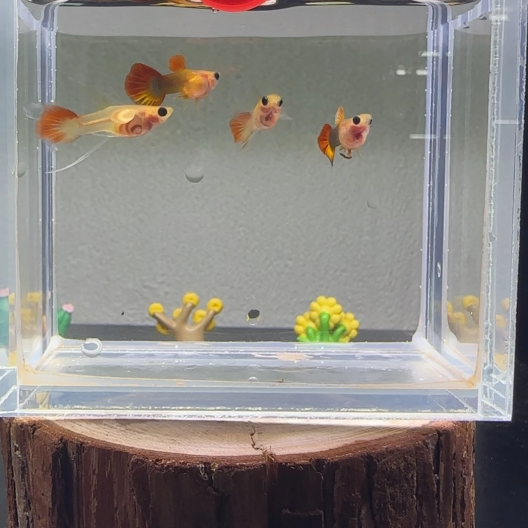 孔雀鱼火凤凰短c2对7