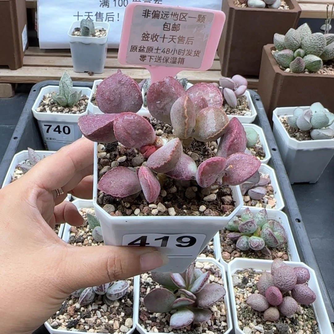 419金牛座多肉植物