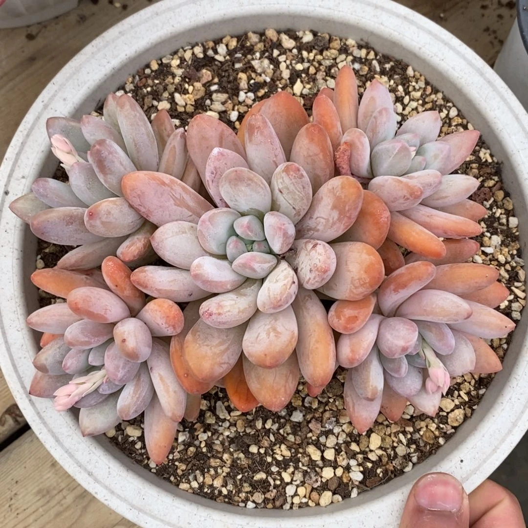 精品一物一拍多肉_香水捧花