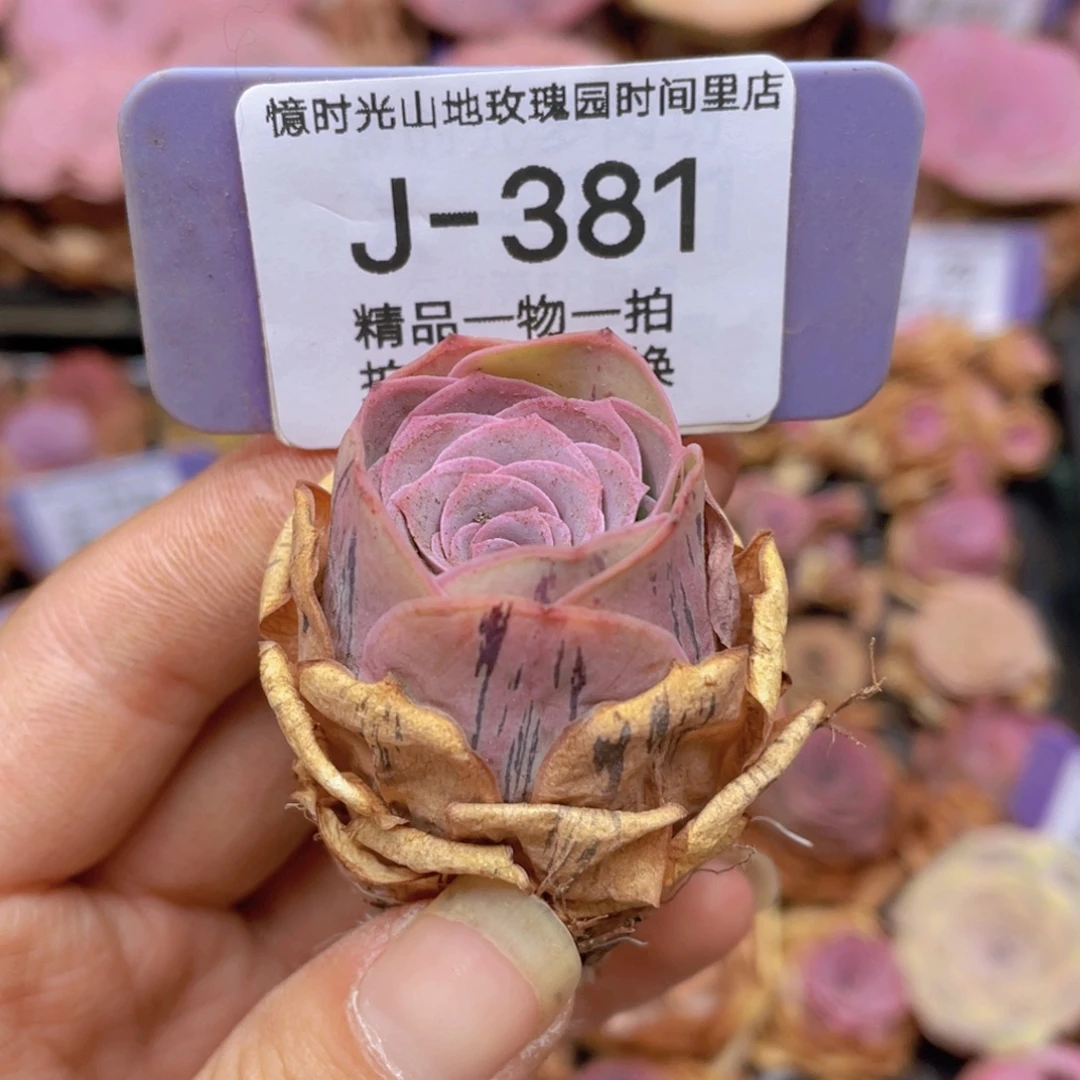 阿***黎山地玫瑰J381满38包邮裸根发货