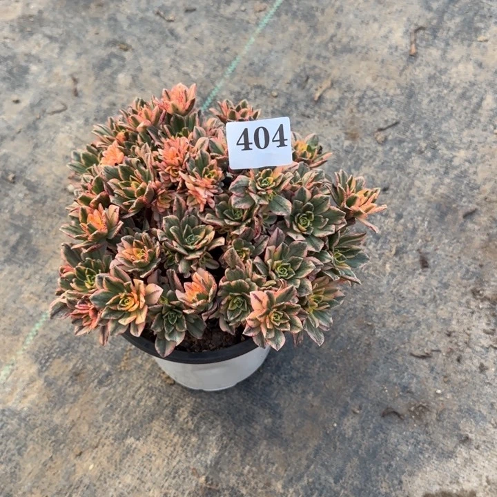 我****?404 甜茶。