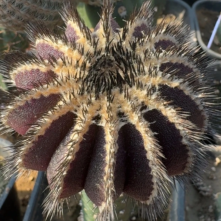 栉刺尤伯666666666