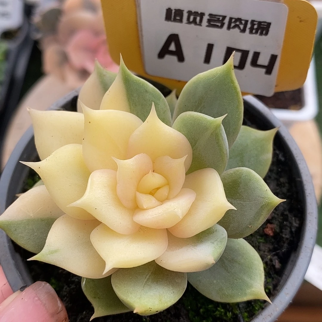104贝加尔湖哈哈哈哈哈