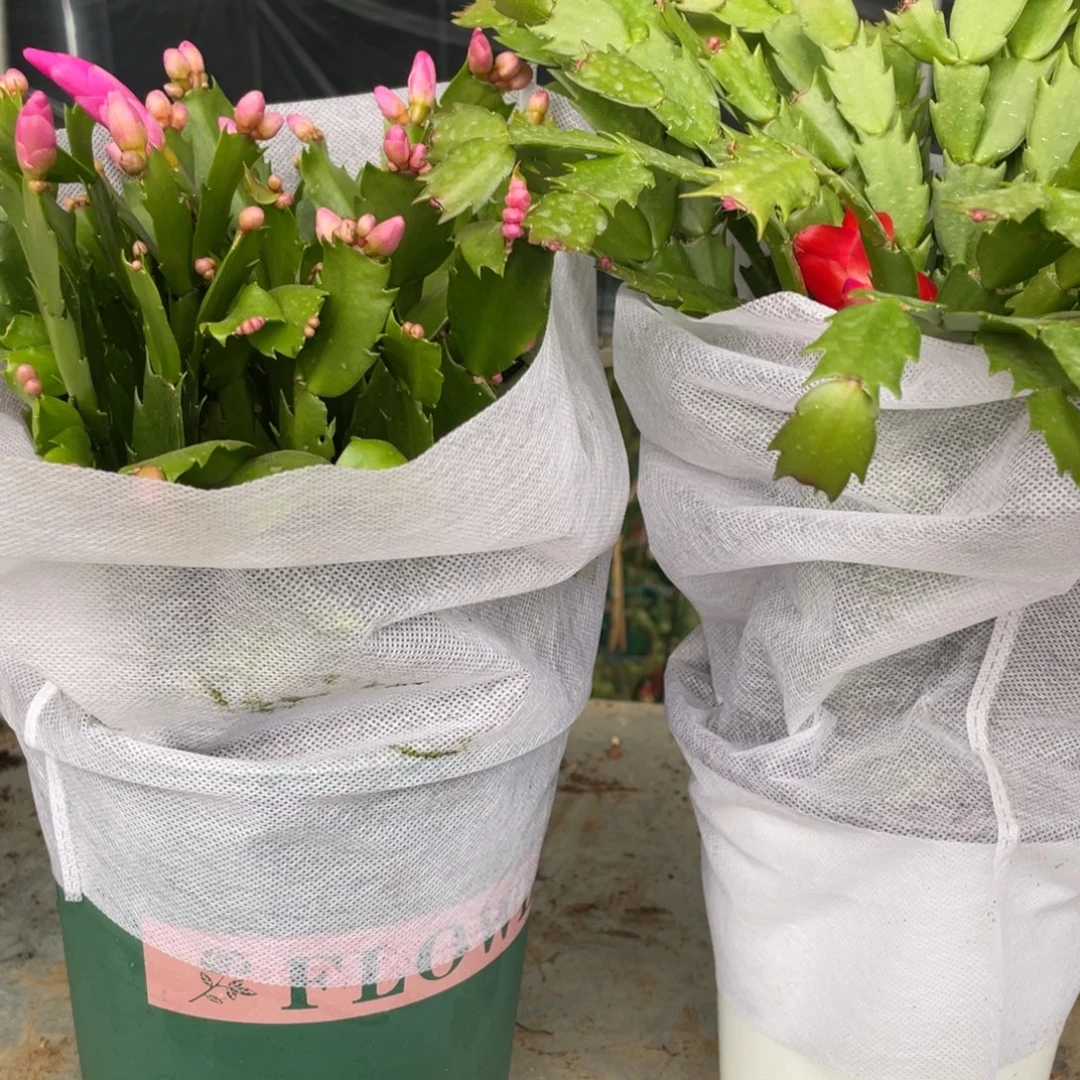 大量花朵（建议范围：8朵-15朵 或40%以上）自生根蟹爪兰