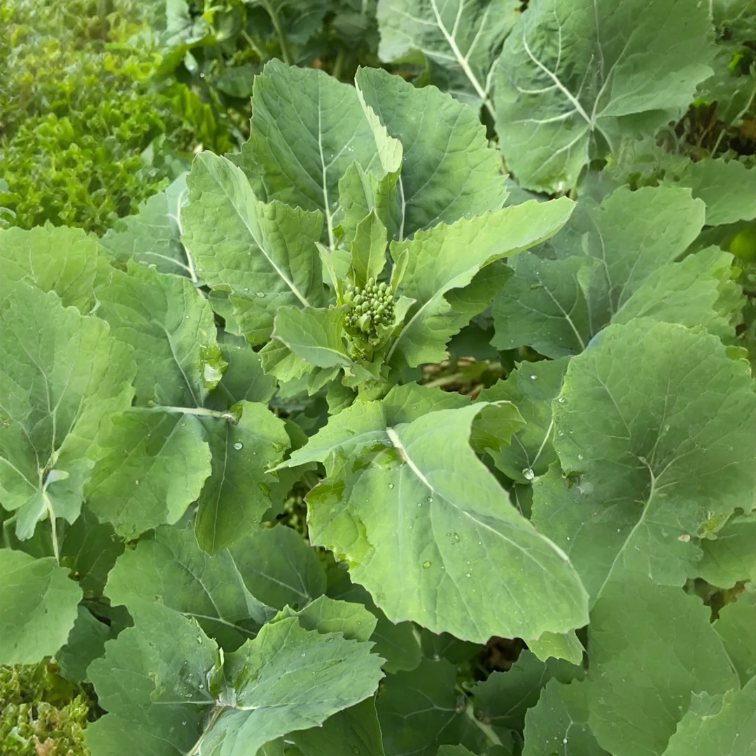 油菜苔（湘西农家自种）