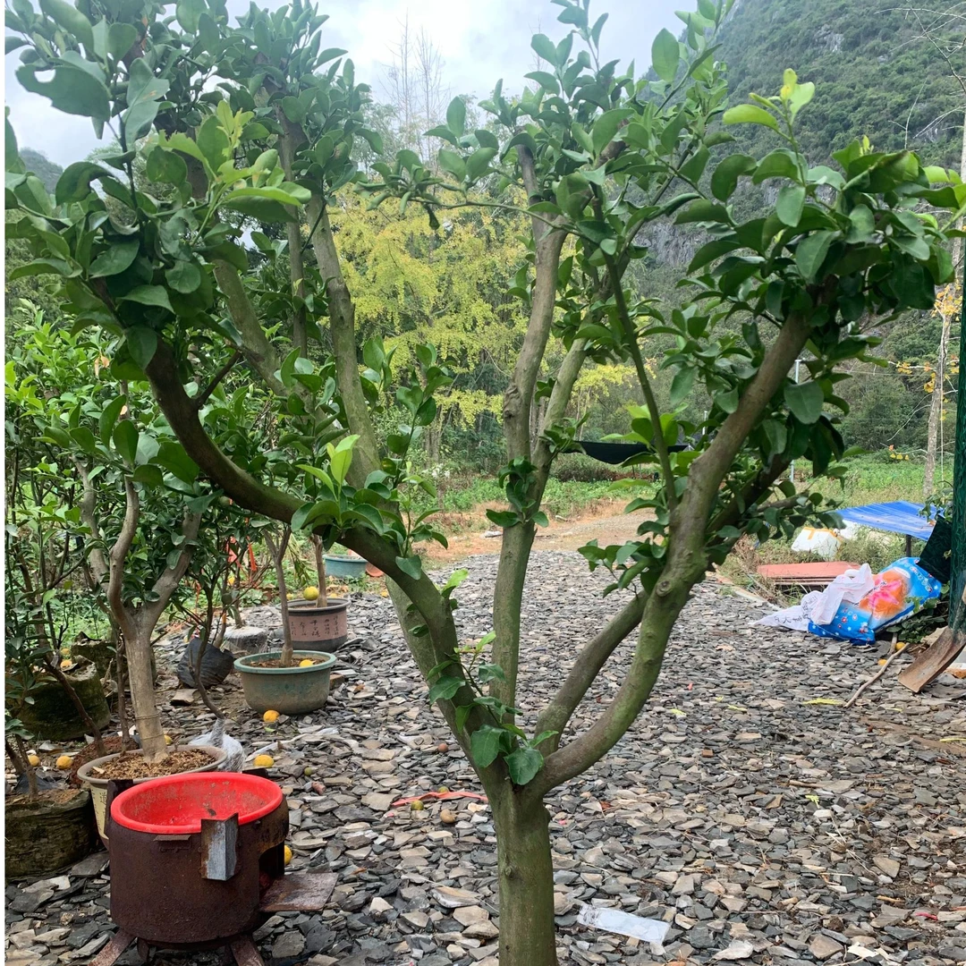 广西正宗砂糖橘沃柑沙糖桔老桩一物一拍