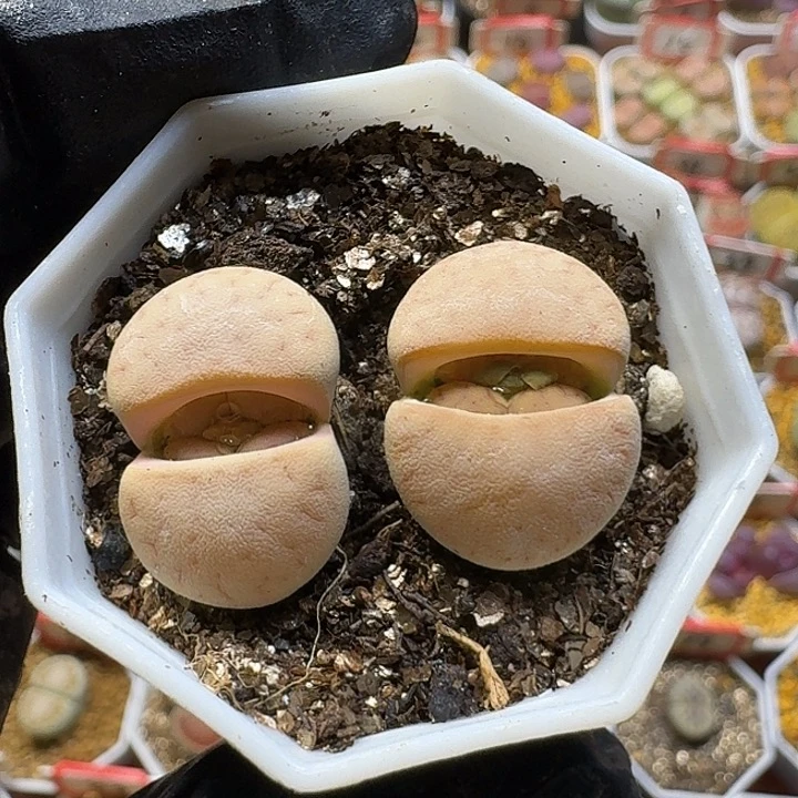 生石花2:：。紫折。 32号