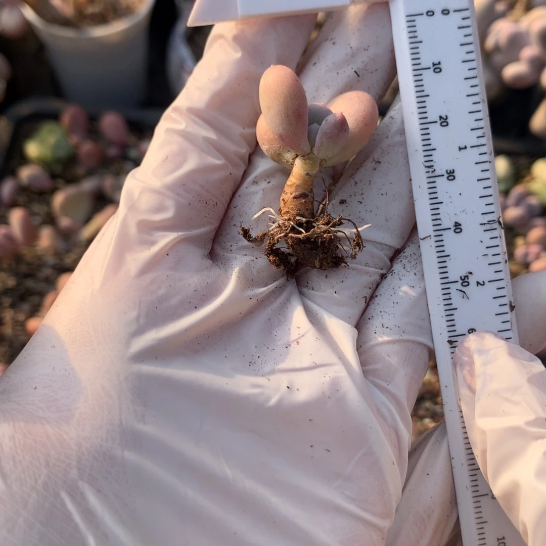 奶酪多肉小奶酪多肉。