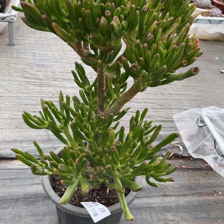 29-118吸财树多肉植物
