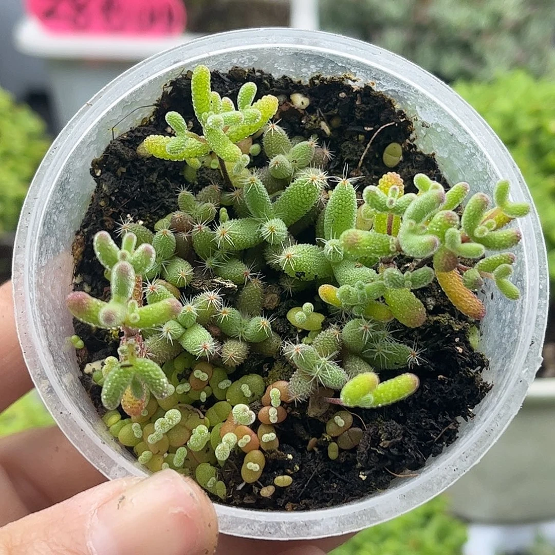 45混播切糕优选枝干番杏