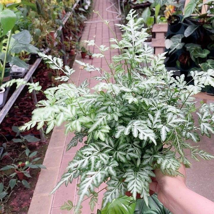 完全开放163 夏雪