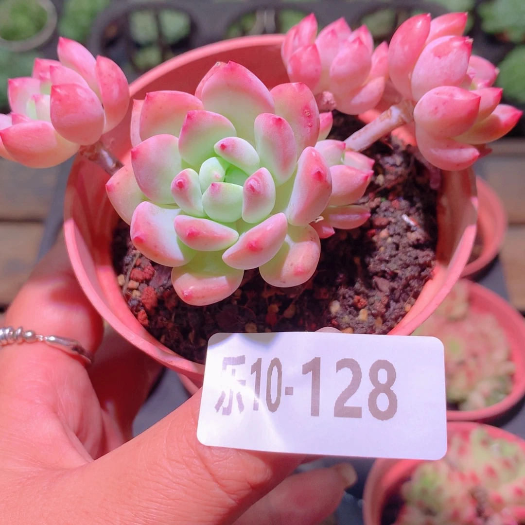 乐然10-128 洛丽塔