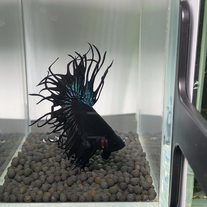 斗鱼泰国斗鱼517号