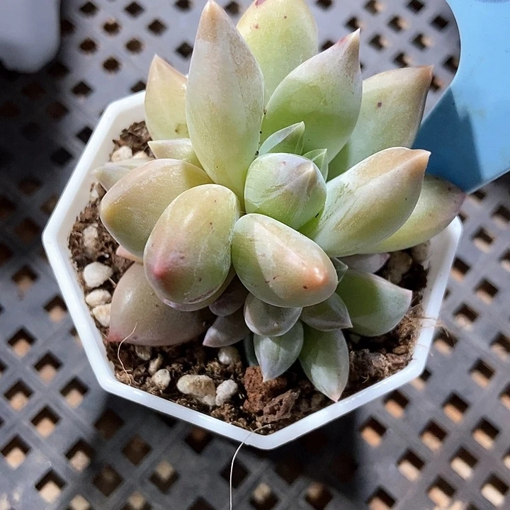 多肉植物重楼500