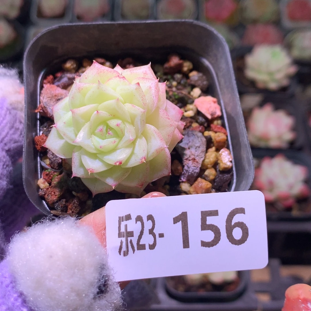 乐然23-156 白天鹅