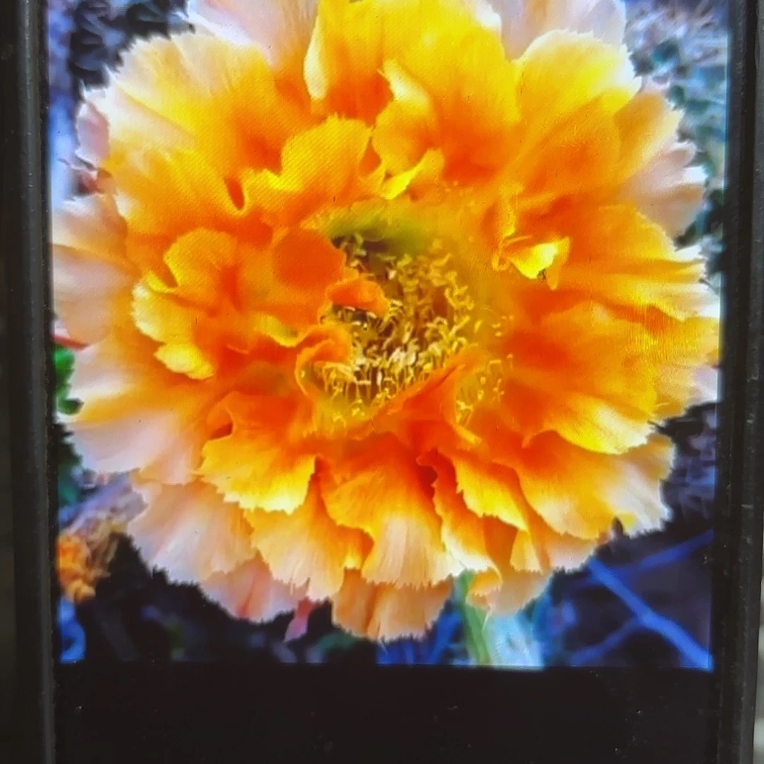 069彩侧牙20包邮59花