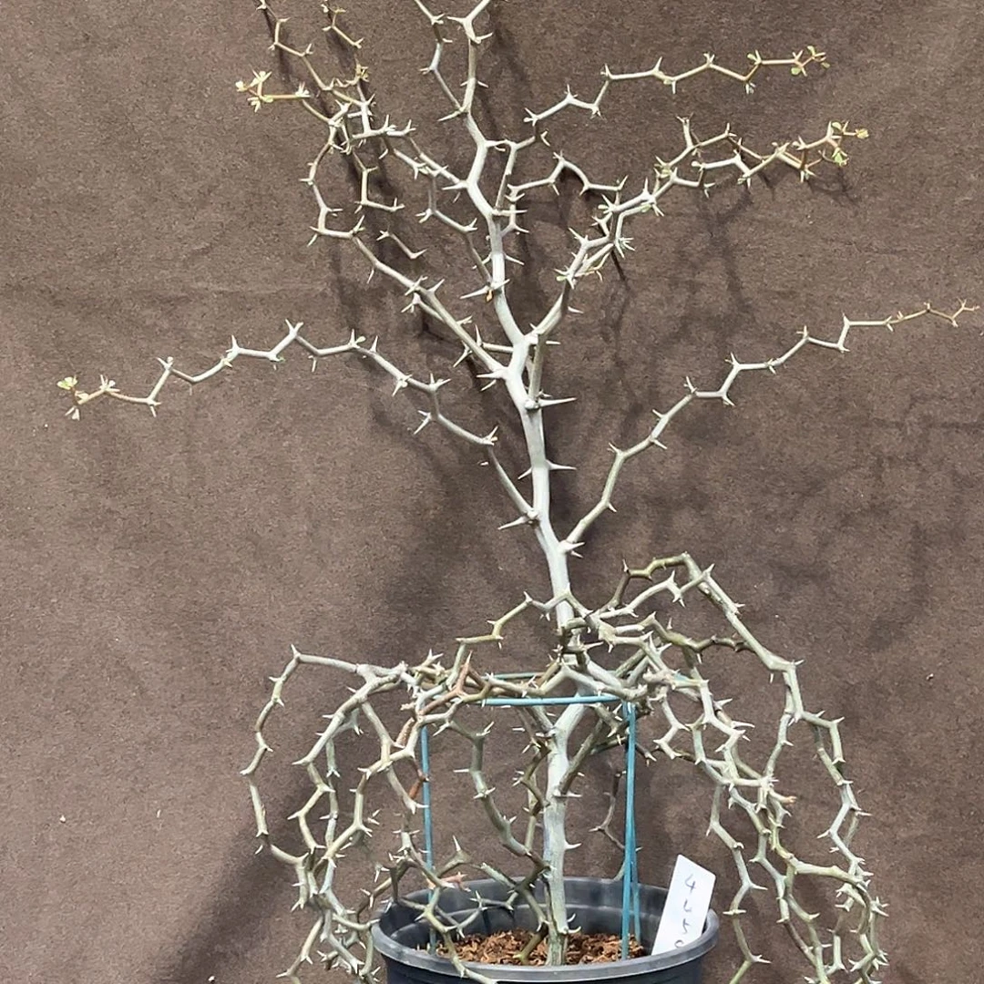 潮流植物 弯曲龙 半折树型