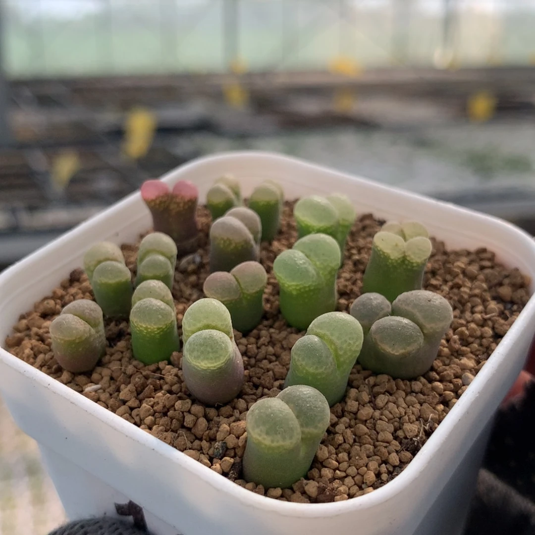 199粉樱风铃一盆