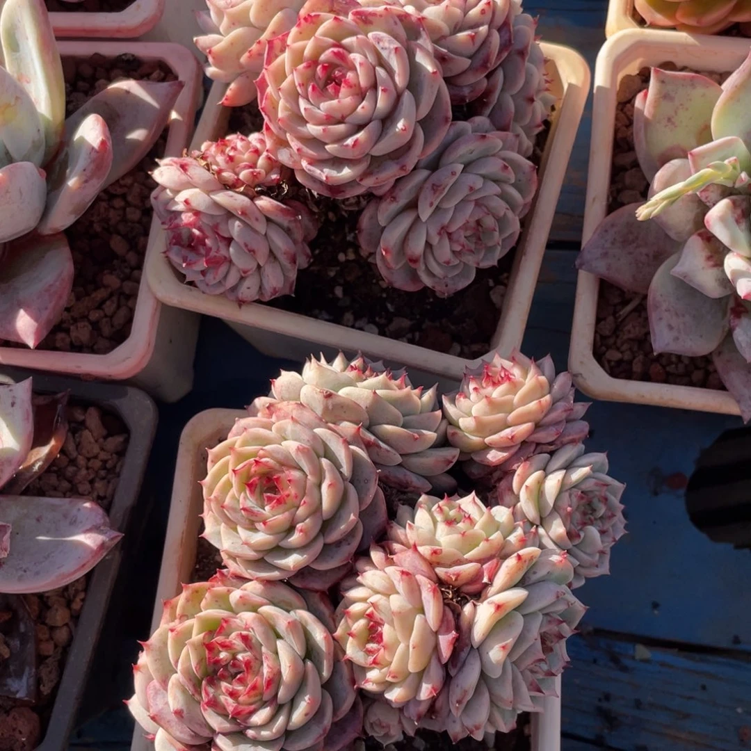 多肉植物盆栽多肉