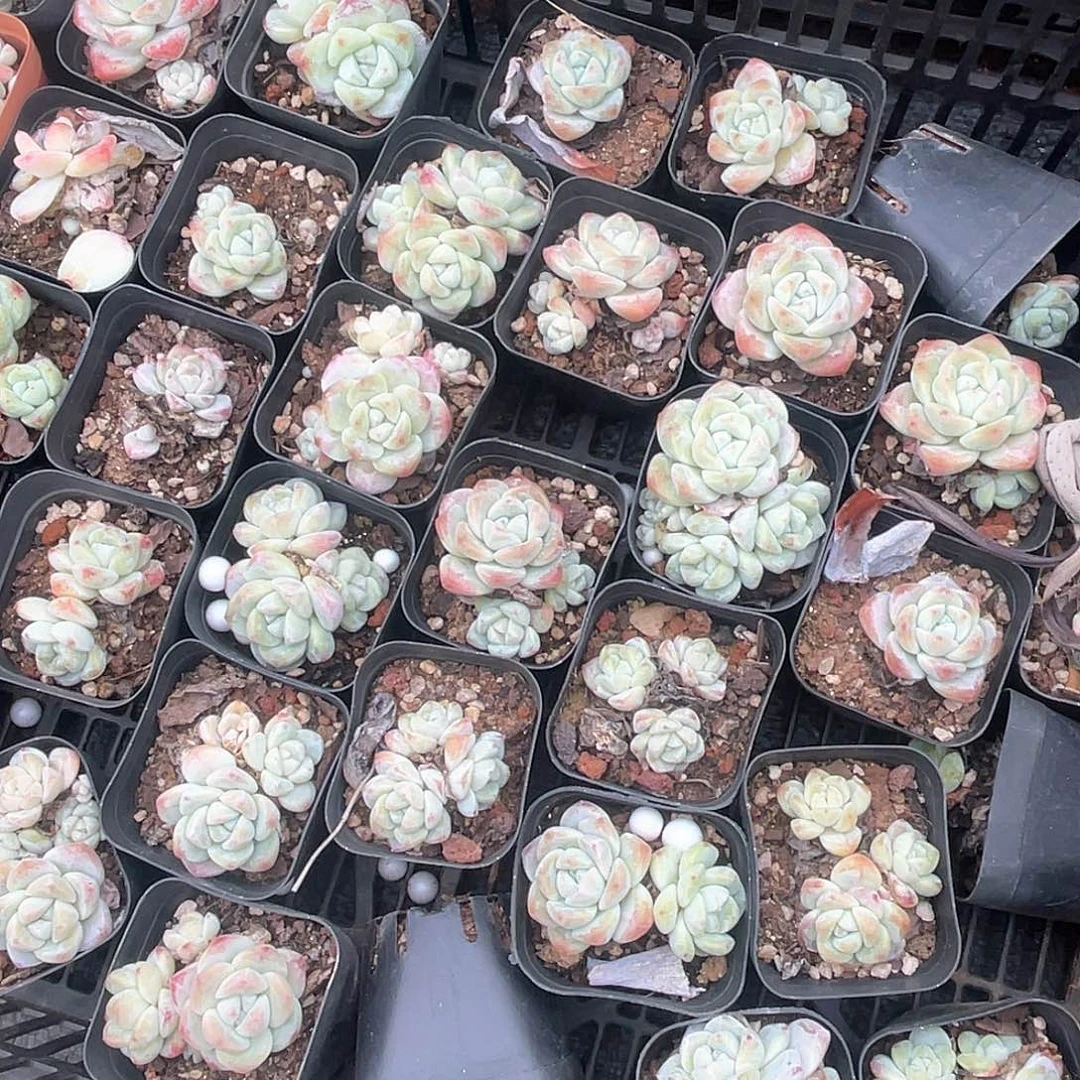 小冰玉9.9米10颗 量拍多肉