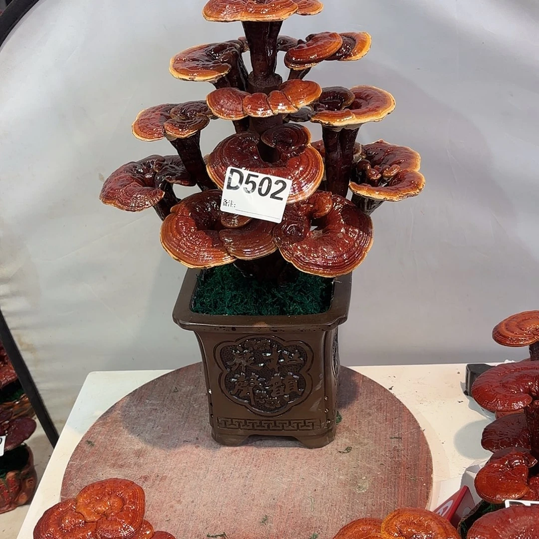 无花朵灵芝888888888888888888