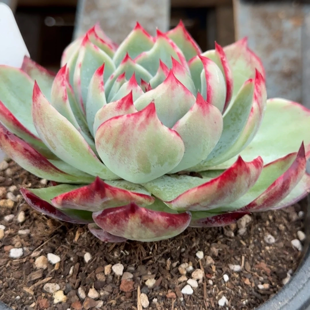 花脸拉丝惊鸿一物一拍包装收缩花旱437