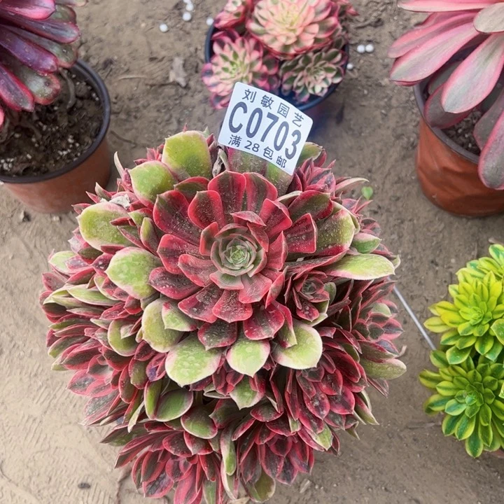 0703浣纱多肉植物法师