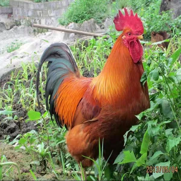 【大种九斤红】小鸡仔顺丰包邮包活到家宠物鸡