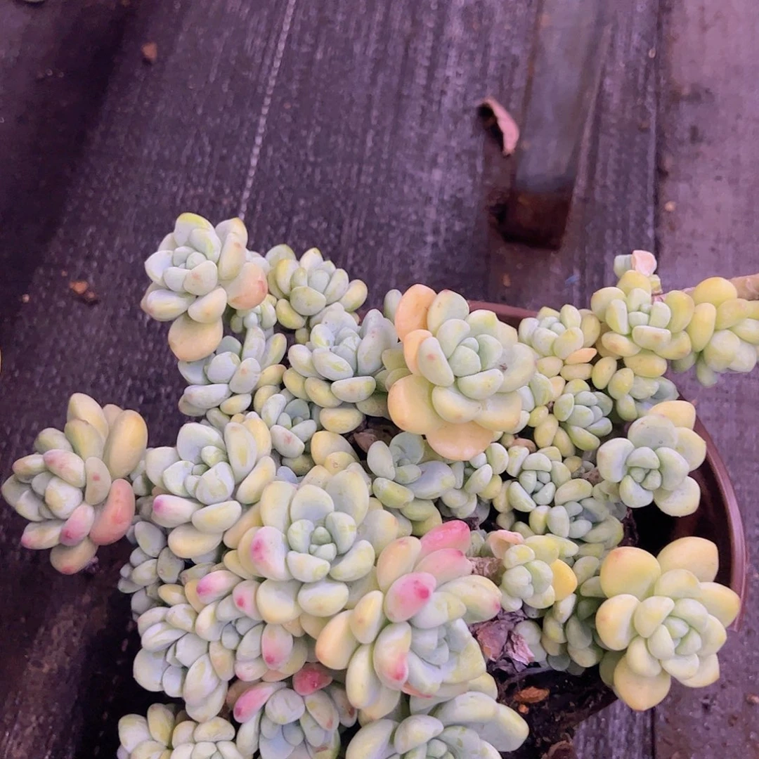 劳尔整装整群大盆