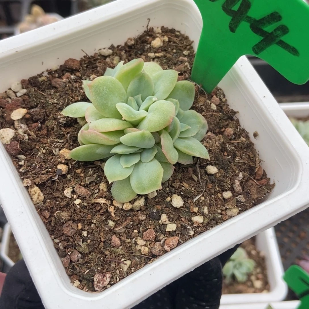 1044泡泡纱多肉植物保护