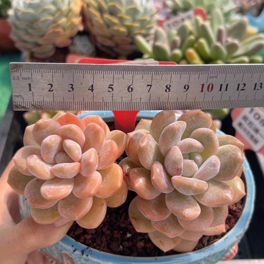 表妹精品多肉植物1018.