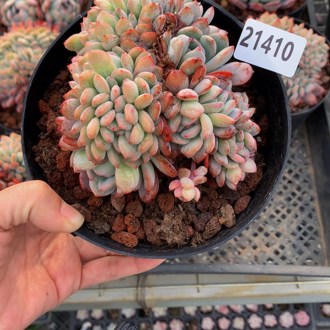 21410全名星缀嗯嗯