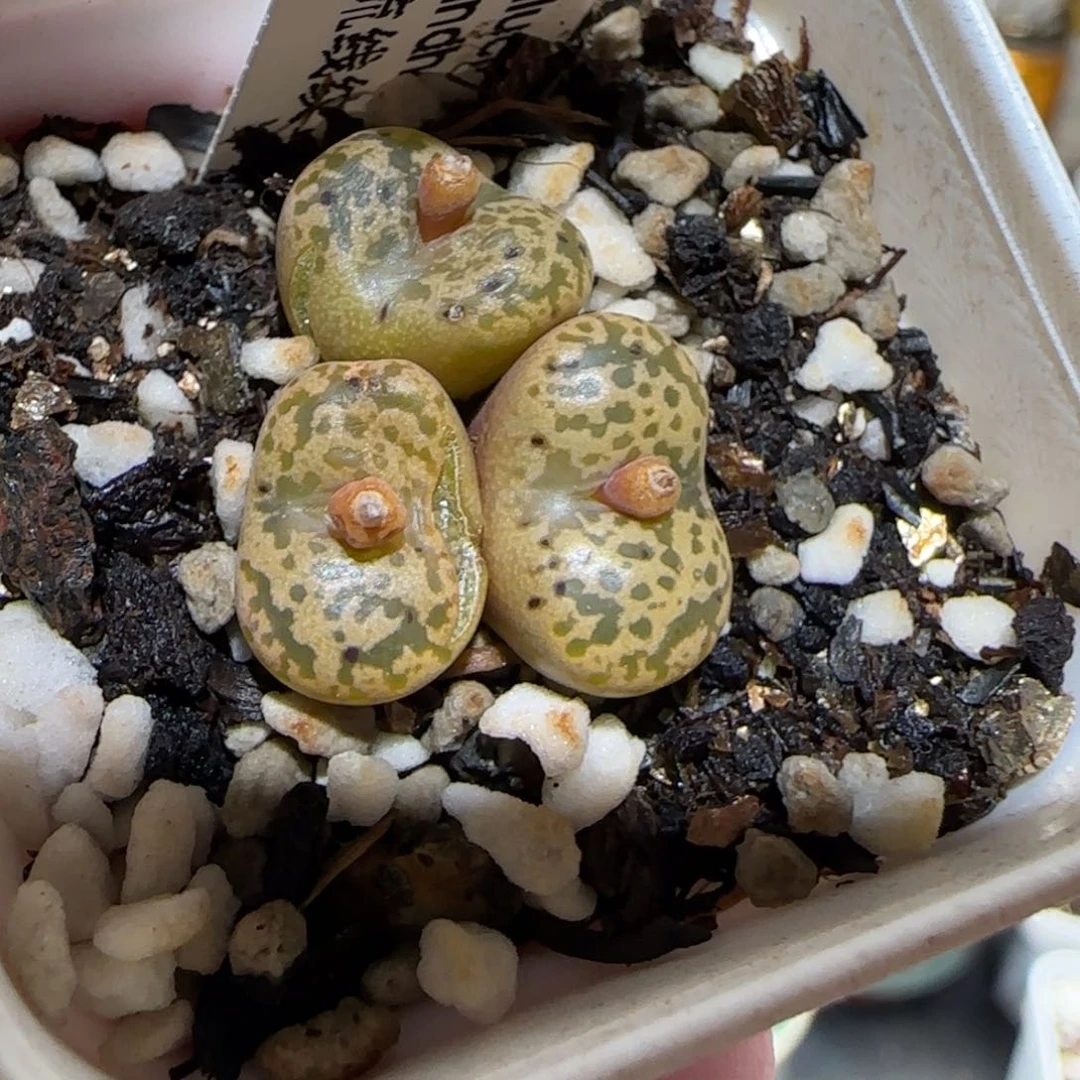 肉锥多肉植物百科-流线纹鸟哈尼有疤1095