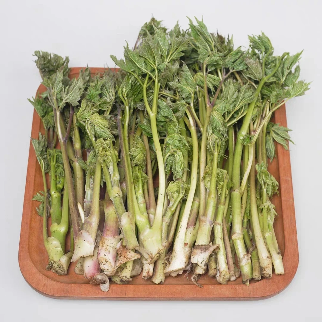 东北苦龙芽苦力芽苦嫩芽新鲜山野菜现采现发