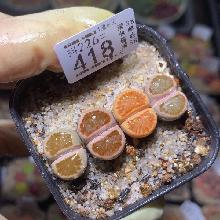 精品生石花226.418