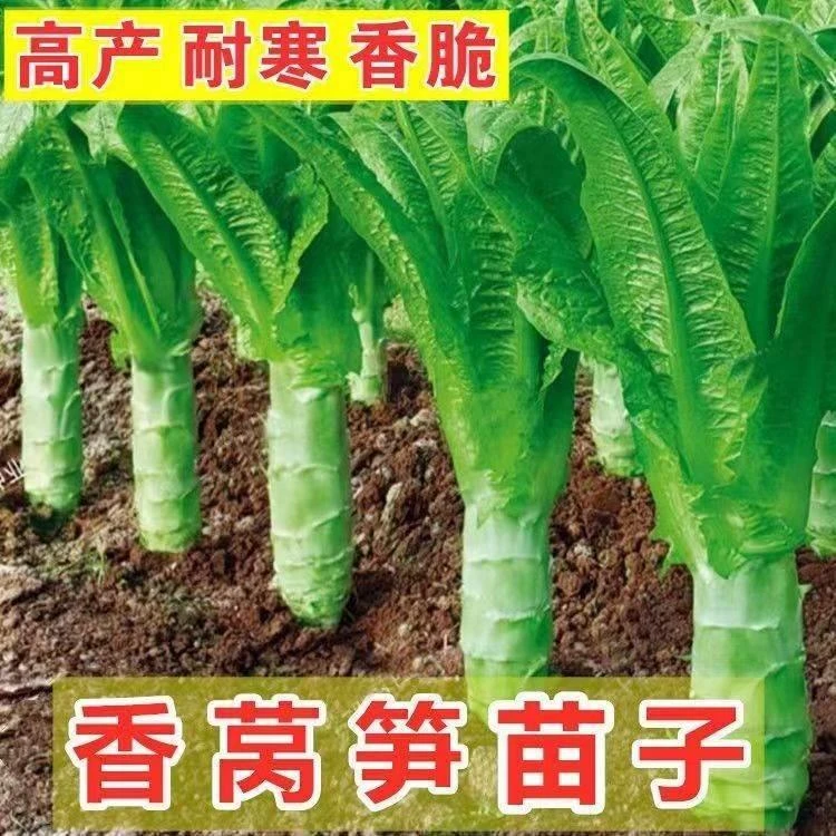 耐热莴苣苗秧苗青红皮耐寒四季莴笋苗带土尖叶种子耐抽苔油麦菜香