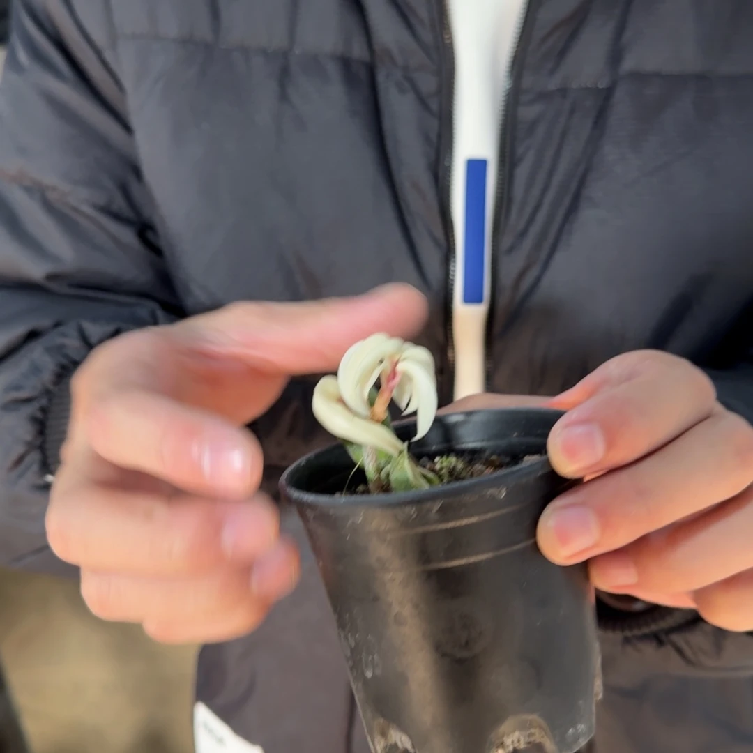 小号卷叶球兰锦带盆带土