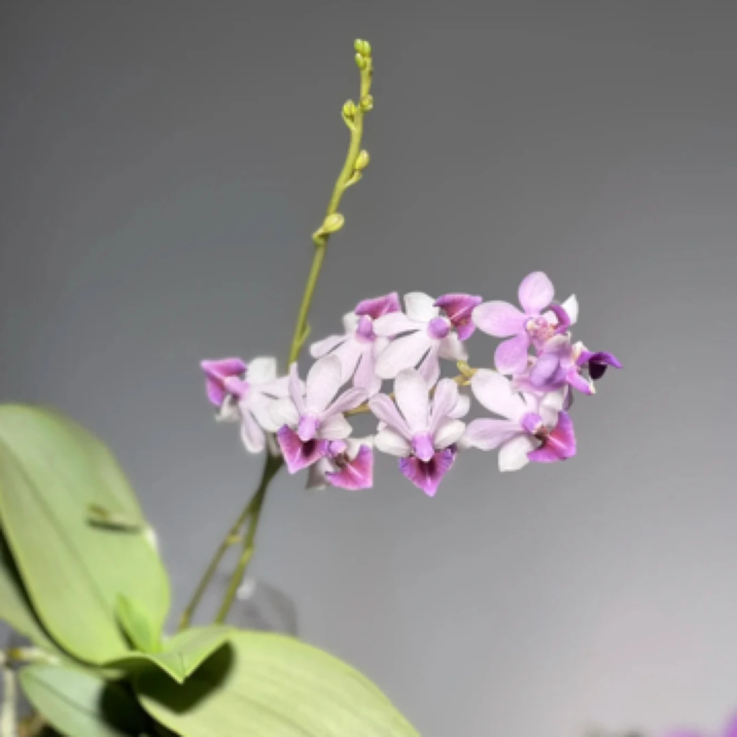 【淘花源记】蓝色安娜蝴蝶兰1.7爆根直播间一物一拍