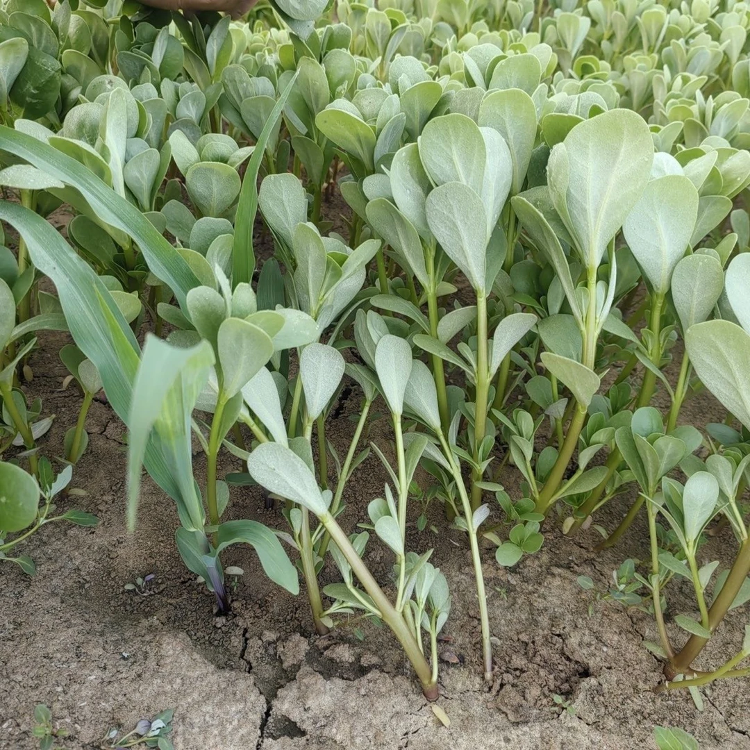 新鲜马齿苋现挖新鲜马齿苋马蜂菜野菜长寿菜包邮坏单包赔2斤装绿色蔬菜野菜