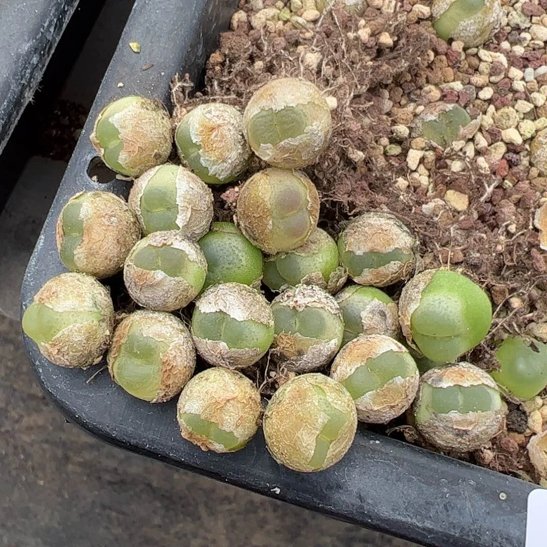 0000量拍4年拉登1颗尺寸1.1上下