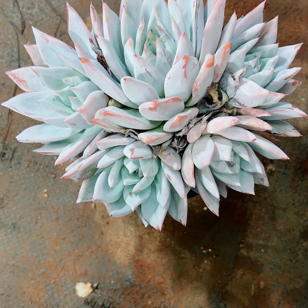 粉巨人大群，一物一拍